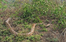image of rock_python