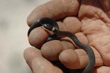 image of ringneck_snake #28