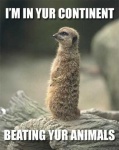 image of meerkat