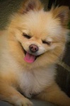 image of animal