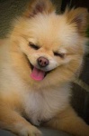 image of pomeranian #29