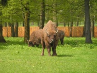 image of bison