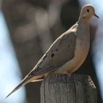 image of bird