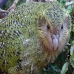 image of kakapo