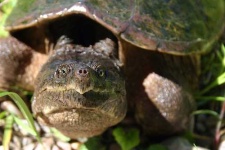image of mud_turtle