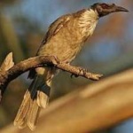 image of bird