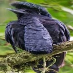 image of bird