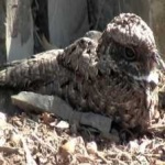 image of bird