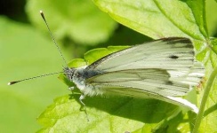 image of cabbage_butterfly