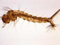 image of mosquito