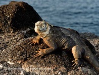 image of common_iguana