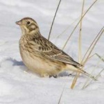 image of smiths_longspur #31