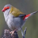image of bird