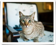 image of egyptian_mau #4