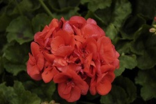 image of geranium #12