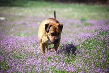 image of animal