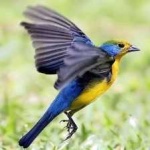 image of bird