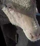 image of animal