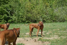 image of rhodesian_ridgeback