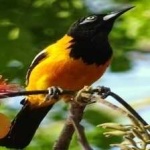 image of bird