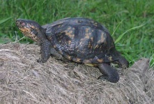 image of box_turtle
