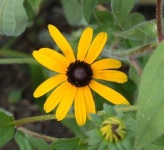 image of flower