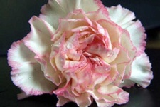 image of flower