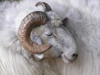 image of ram