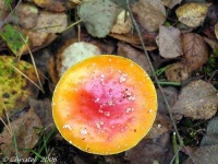 image of agaric