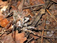 image of wolf_spider