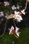 image of flower