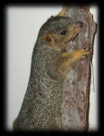 image of fox_squirrel