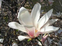 image of magnolia #10