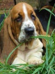 image of basset_hound #20