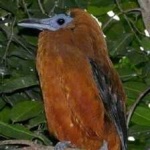 image of bird