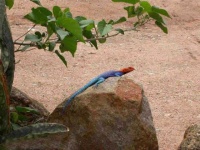 image of agama