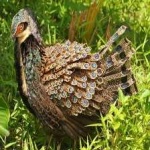 image of bird