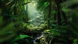 image of jungle