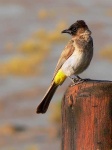 image of bulbul