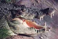 image of animal