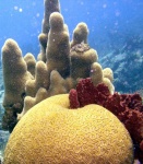 image of brain_coral #4