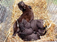 image of mink