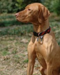 image of vizsla