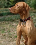 image of vizsla #15