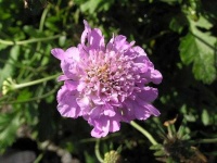 image of flower