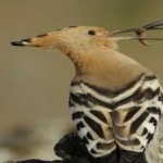 image of bird