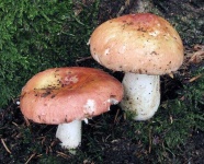 image of mushrooms