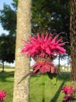image of flower