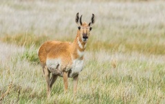 image of animal