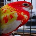 image of bird